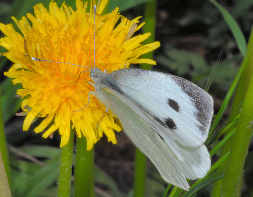 Pieris rapae show e sirfidi svolazzanti